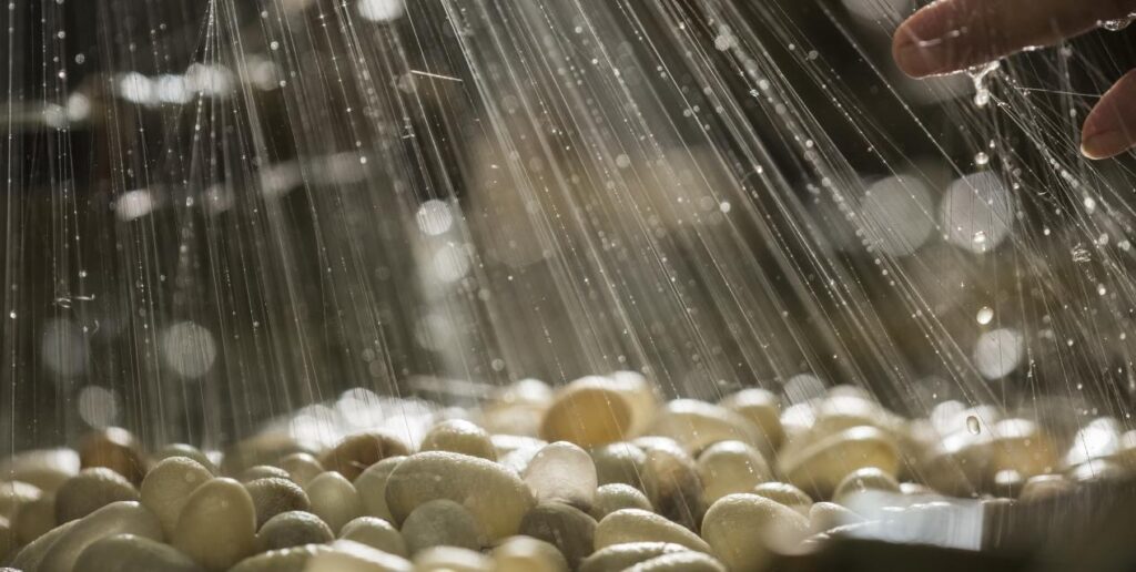 Mulberry Silk Production